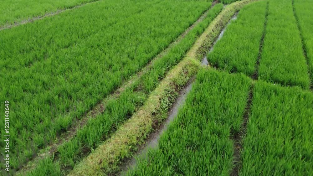Aerial view of rice fields on the outskirts of Purwokerto, Central Java, Indonesia, captured on January 31, 2025. Lush green paddies showcase Indonesia's rural beauty Aerial view of rice fields on the outskirts of Purwokerto, Central Java, Indonesia, captured on January 31, 2025. Lush green paddies showcase Indonesia's rural beauty