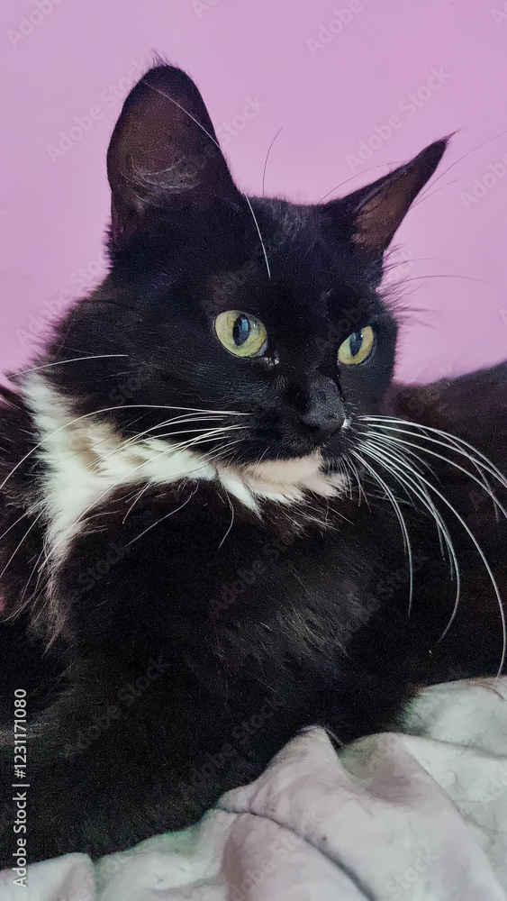 black and white cat black and white cat