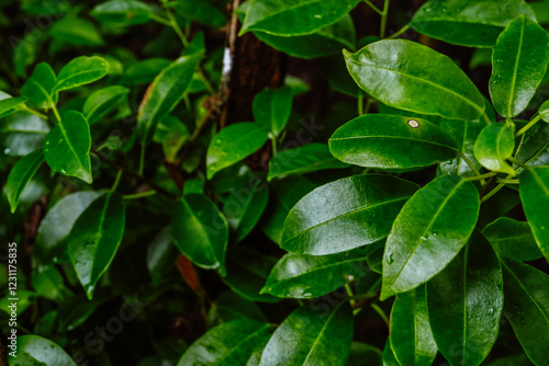Wallpaper Mural Close up of mangrove leaf. Growth of mangrove leaves. Mangrove trees beside the beach Torontodigital.ca