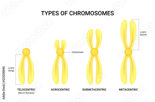Types of Chromosomes Based on the position of the centromere