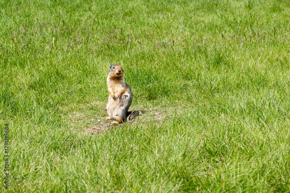 Obraz premium Pocket gopher wildlife photography marmot in the park field with green grass