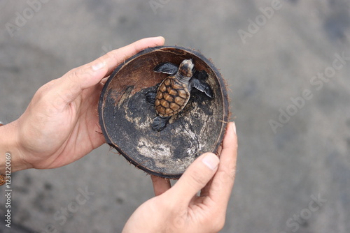 the baby turtle is inside the coconut shell that is being held in the hand photo