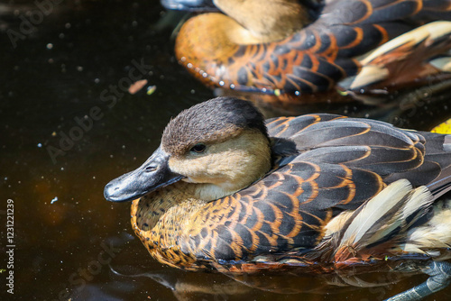 group of lesser whistling ducks swimming in the pond photo