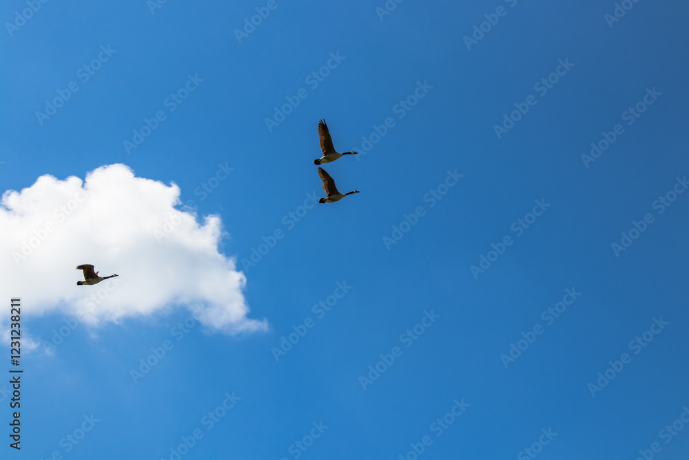 birds in flight