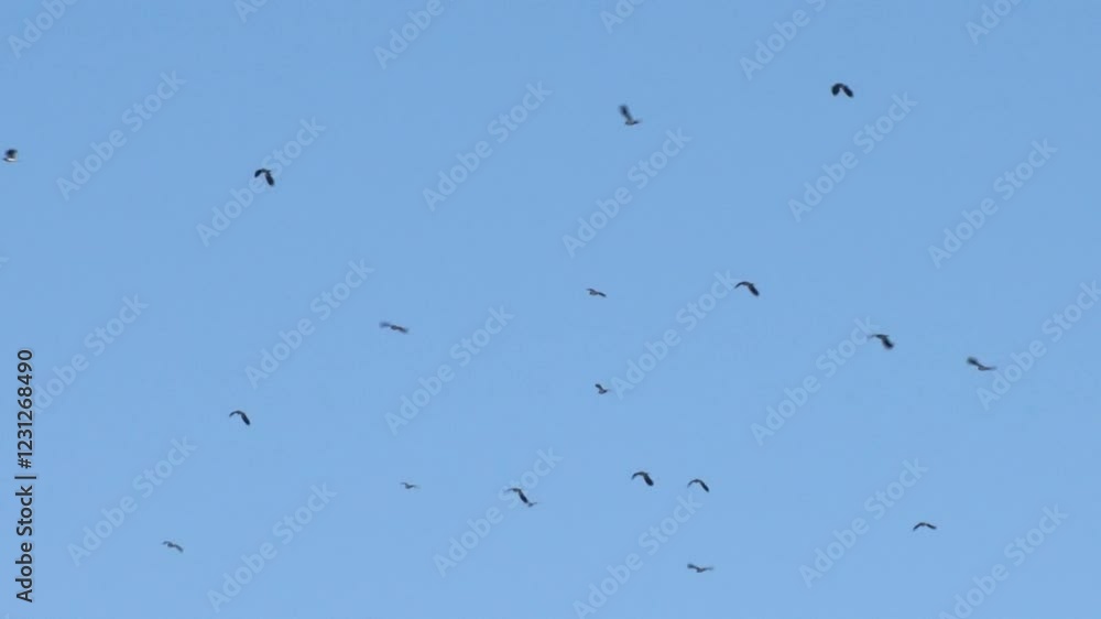 A flock of Lapwings, Vanellus vanellus, in flight against a clear blue sky. Severn Estuary, Slimbridge, Gloucestershire. England. Winter A flock of Lapwings, Vanellus vanellus, in flight against a clear blue sky. Severn Estuary, Slimbridge, Gloucestershire. England. Winter