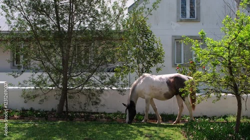 Wild horse leisurely grazes on grass near countryside house in Greyton, Overberg photo