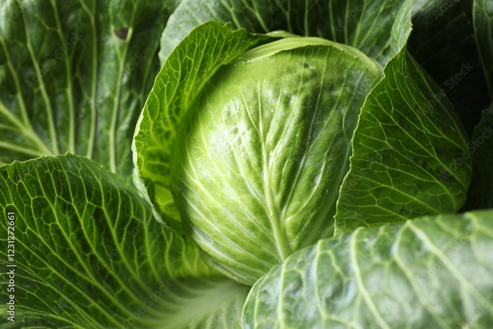 Obraz premium One ripe head of cabbage as background, closeup