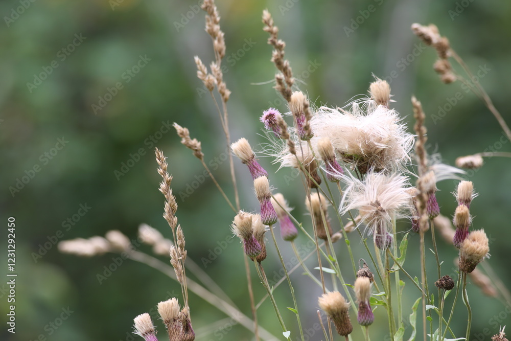 Field thistle (Arvense cirsium)