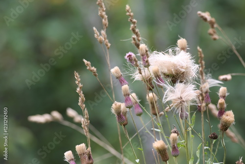 Obraz na płótnie Field thistle (Arvense cirsium) w salonie