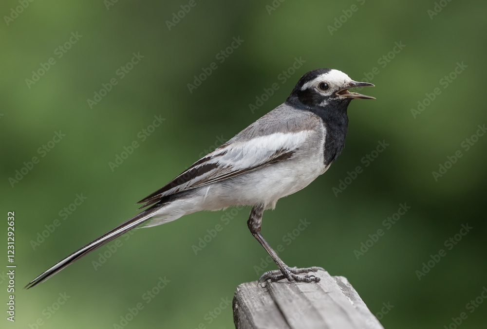 Wagtail