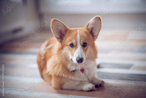 Fotografie Portrait of a charming Pembroke Corgi dog