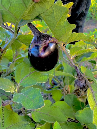 plums on a tree