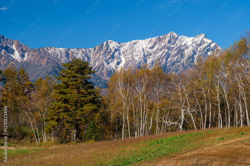 Obraz premium 鹿島槍ヶ岳と白樺