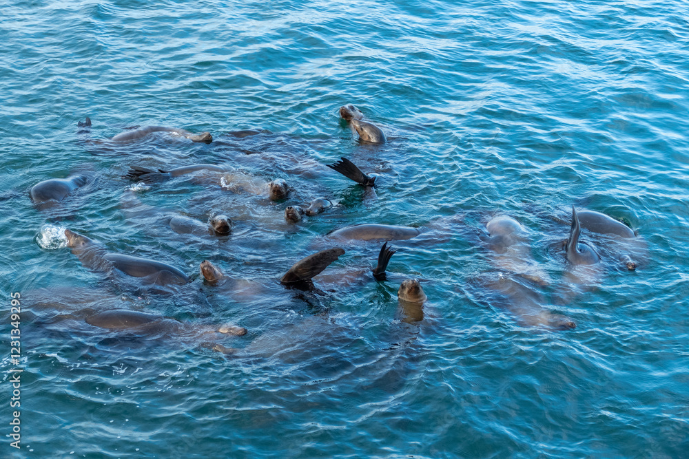 Obraz premium Group of sea lions (Zalophus californianus) in the water of the pacific ocean close to a dock in the harbor of Monterey Bay (fisherman's warf), California USA