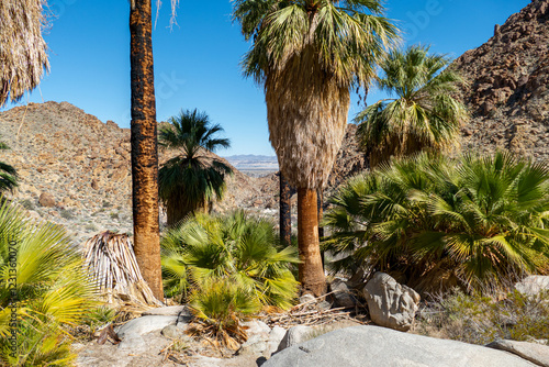 Joshua Tree National Park Hiking Trail Landscape Series, Fortynine Palms Oasis Trail entrance, and rugged rocks and hills, in Twentynine Palms, Southern California, USA photo