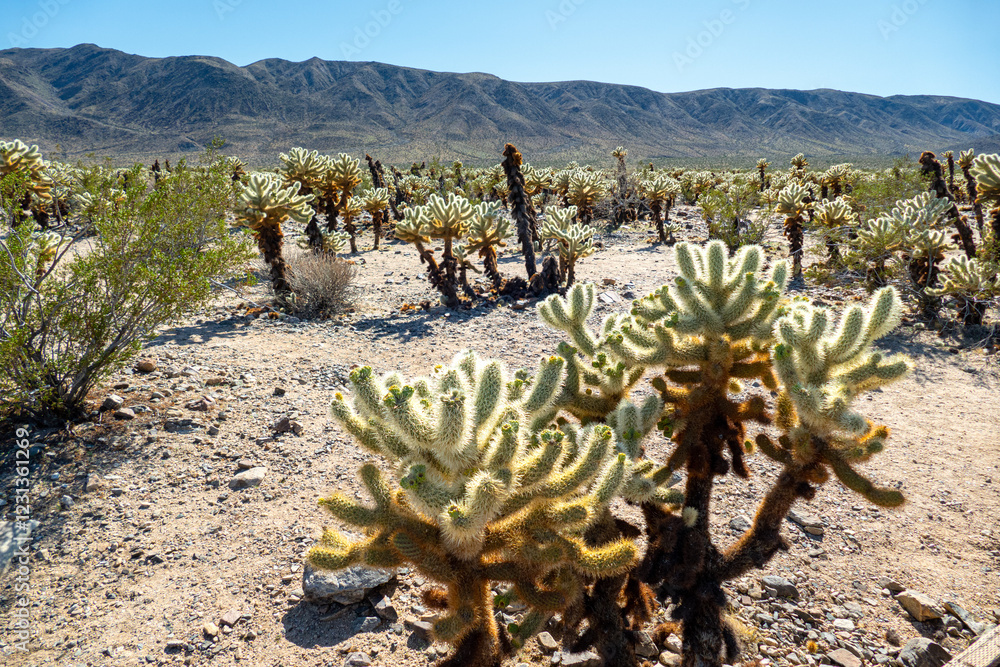 Cholla (Cylindropuntia) cactus garden in joshua tree national park, usa california Cholla (Cylindropuntia) cactus garden in joshua tree national park, usa california