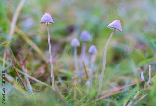 Panaeolus mushrooms growing among the grass of a pasture on a rainy morning with selective focus photo