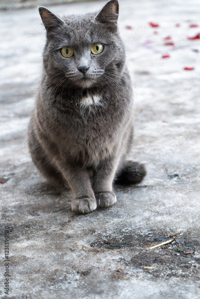 A grey cat with piercing yellow eyes sits on a frozen surface. Its thick fur appears well-adapted to the cold, while red rose petals scattered in the background add a contrasting element of warmth