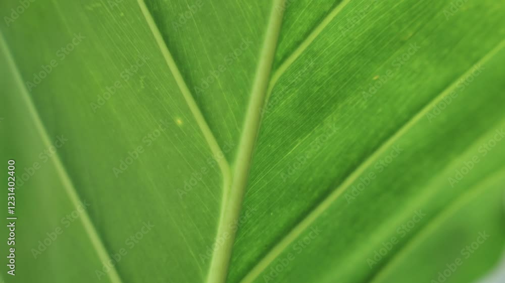 close up of green leaf close up of green leaf