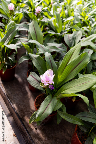 Curcuma. Curcuma alismatifolia. Pink turmeric flowers. Growing turmeric in greenhouses. Industry photo