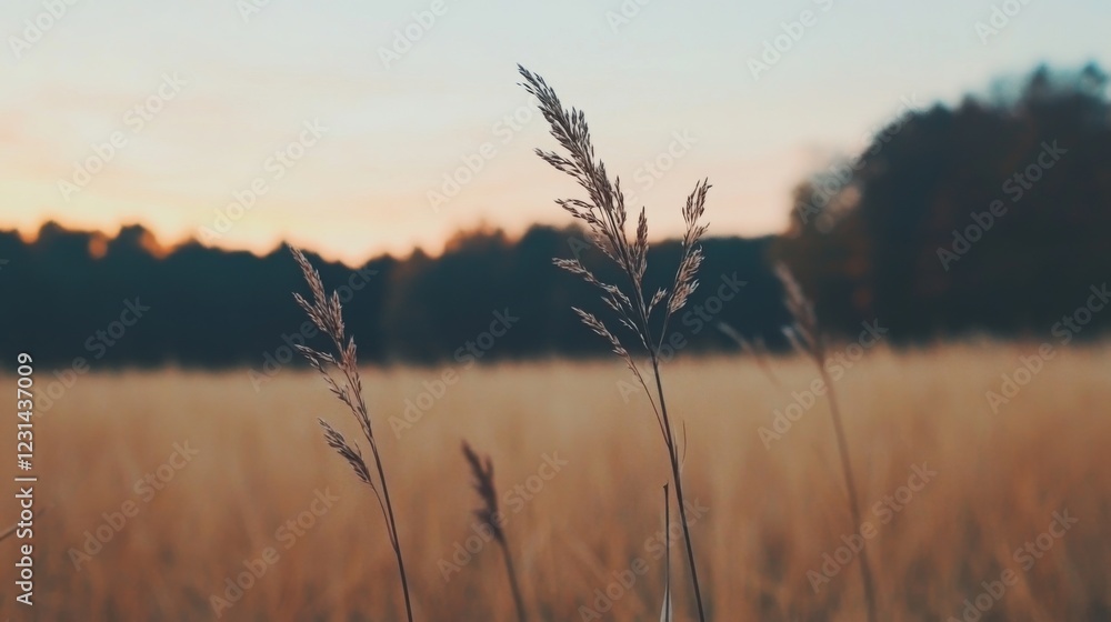 Sunset over golden field with tall grass. Sunset over golden field with tall grass.