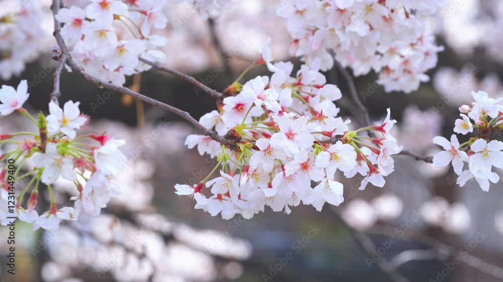 Cherry blossom branches swaying in the wind at Gion Shirakawa river Kyoto Cherry blossom branches swaying in the wind at Gion Shirakawa river Kyoto