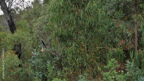 View of forest from Black Perry Lookout, Kosciuszko National Park, Talbingo, New South Wales, Australia photo