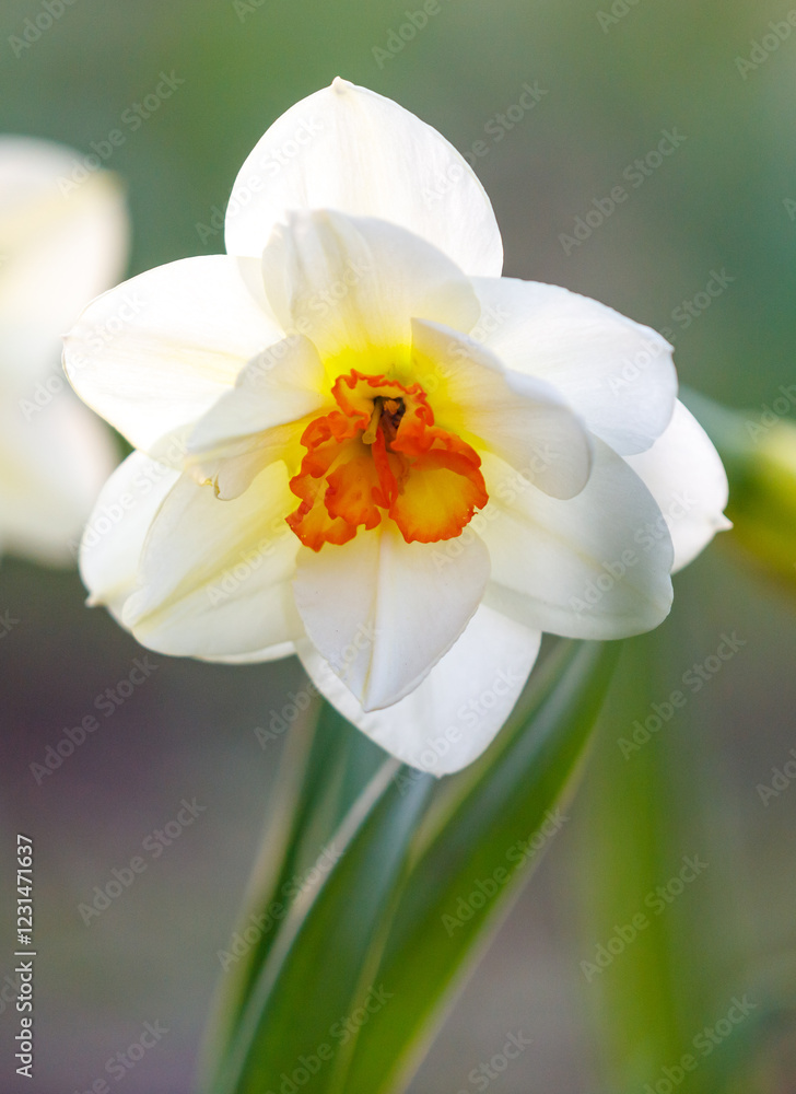 Naklejka premium A white flower with orange petals