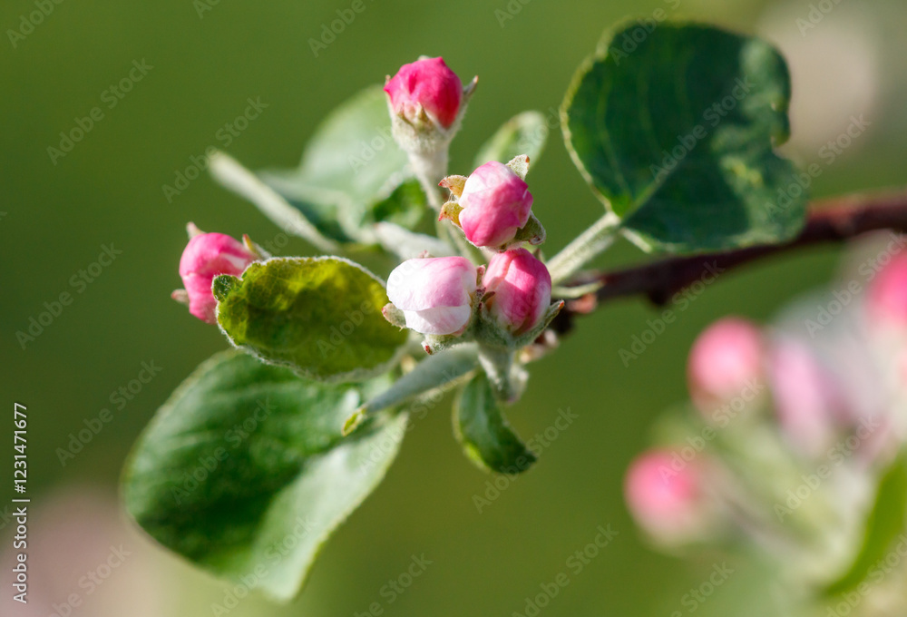 A branch of a tree with pink flowers A branch of a tree with pink flowers