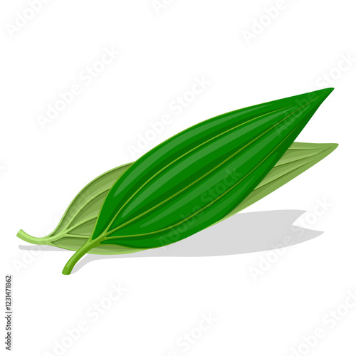 Illustration of Cinnamomum tamala, also know as Indian bay leaf, tejpat, tejapatta, Malabar leaf, Indian bark, Indian cassia, or malabathrum, isolated on white background.