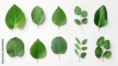 Beautiful set of vibrant green eucalyptus leaves, perfect for nature-themed designs and backgrounds.