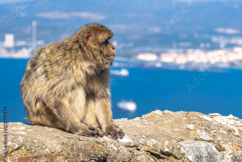 Monkey on Gibraltar, British Overseas Territory and city on the Iberian Peninsula. Barbary macaque sits on a rock overlooking a vibrant blue sea and distant cityscape.