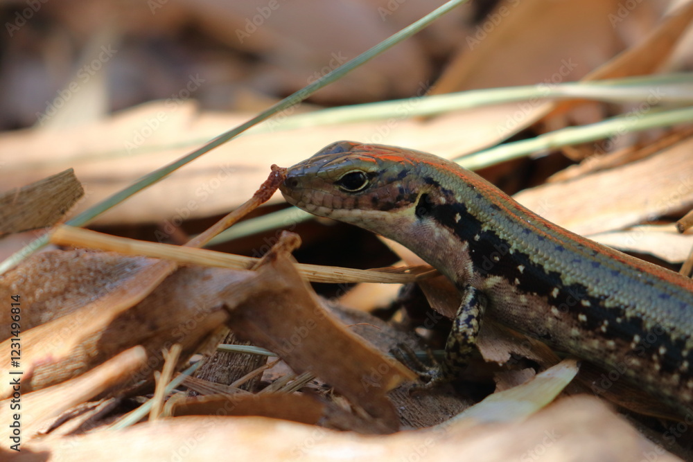 Fototapeta premium skink