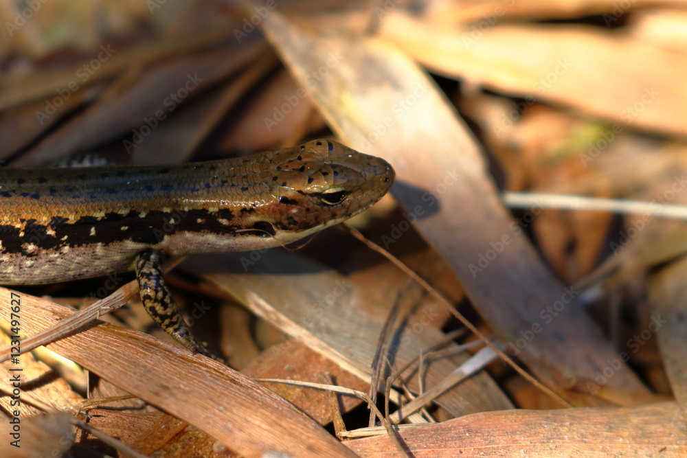 Fototapeta premium skink