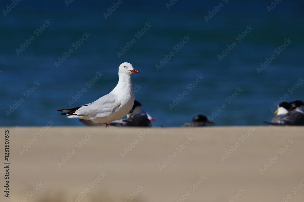 silver gull silver gull