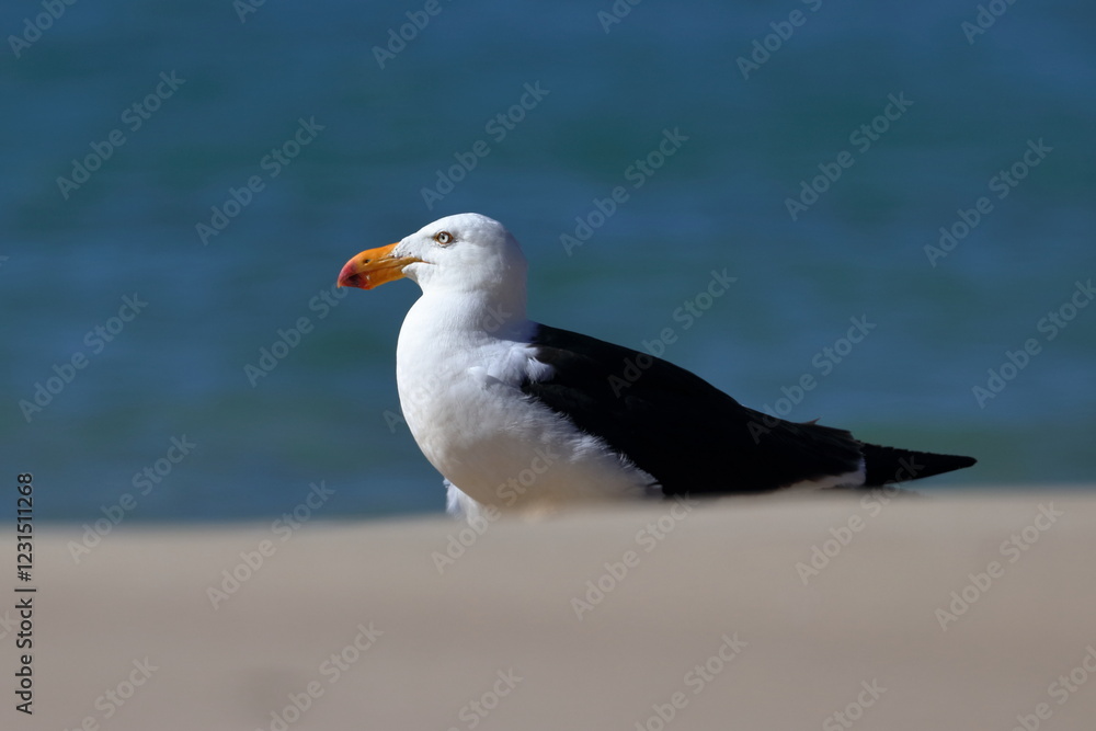 Fototapeta premium pacific gull