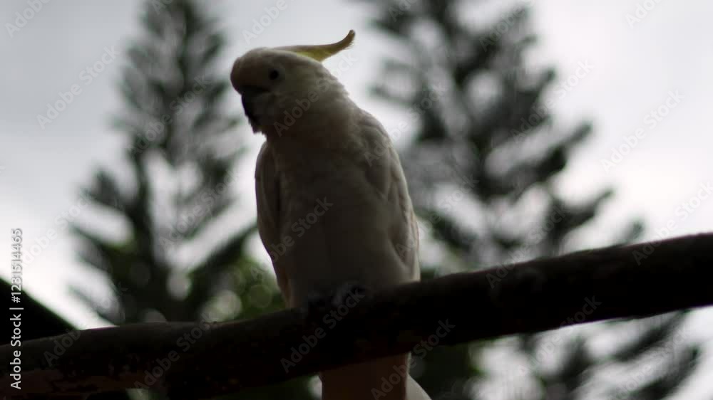 Cockatoo parrot bird is perched on a tree branch, belonging to the family Cacatuidae Cockatoo parrot bird is perched on a tree branch, belonging to the family Cacatuidae