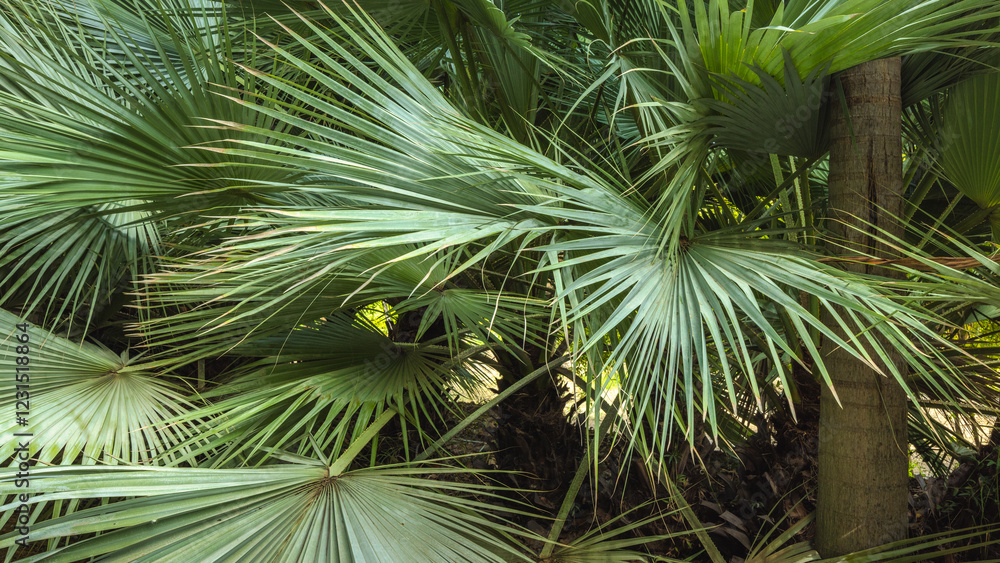 Fototapeta premium The Historical Botanical Garden La Concepcion in Malaga city at Andalusia, Spain, Europe. Lush green palm fronds create a dense, tropical backdrop.