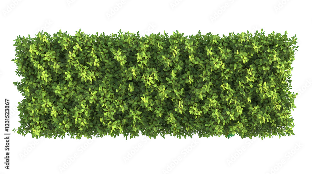 Lush green hedge creating a vibrant boundary in a garden setting during daylight hours