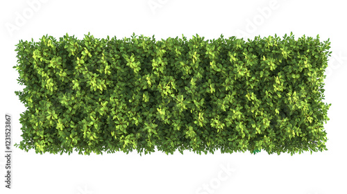 Obraz na płótnie Lush green hedge creating a vibrant boundary in a garden setting during daylight hours w salonie