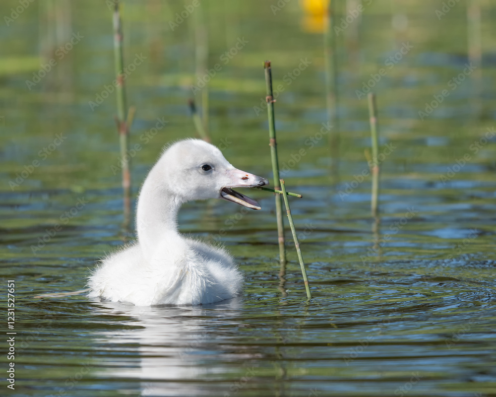 Small white whooper swan cygnet paddles through a calm pond, curiously nibbling on a green stick among the tall plants, enjoying a sunny day outdoors