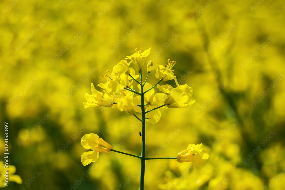 Obraz premium Weevil on the plant.