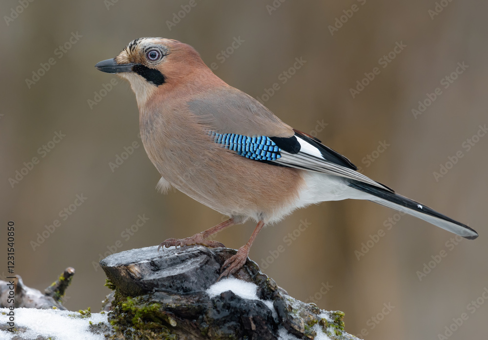 Curious Eurasian Jay (Garrulus glandarius) posing on icy stump in the forest 