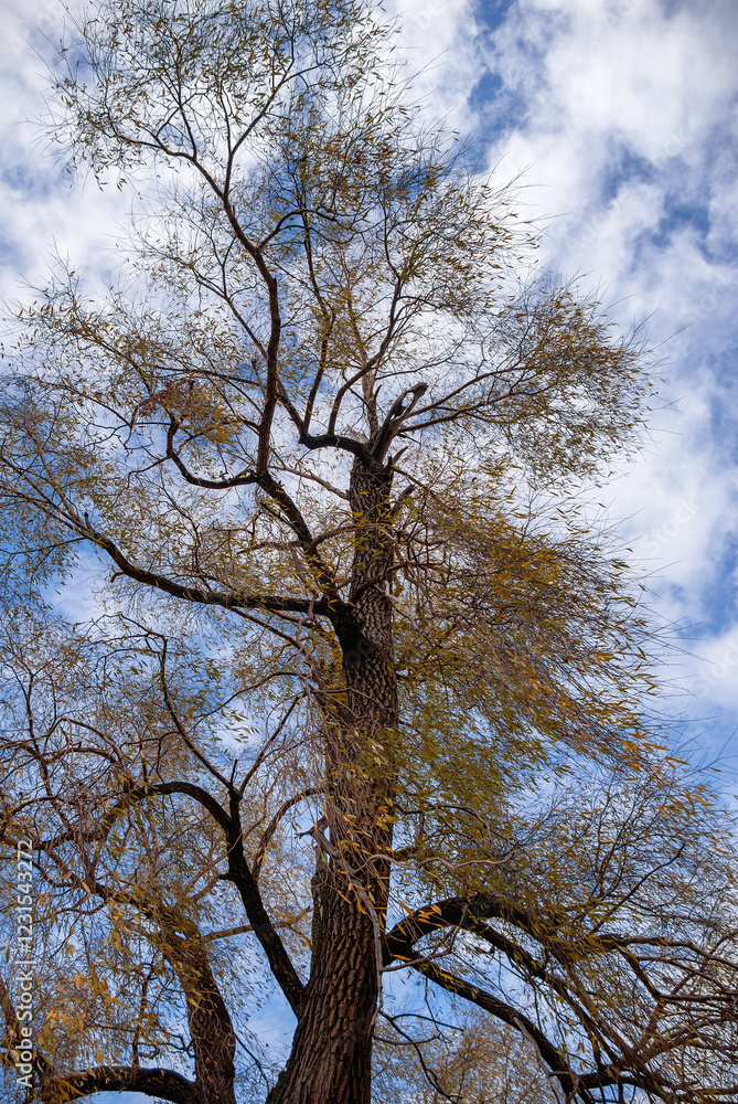 Southern Urals, the willow's crown (Salix alba) against the sky. Southern Urals, the willow's crown (Salix alba) against the sky.