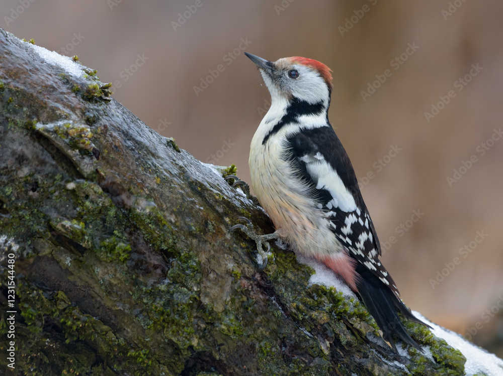 Naklejka premium Middle spotted woodpecker (Dendrocoptes medius) sitting on a trunk in winter time