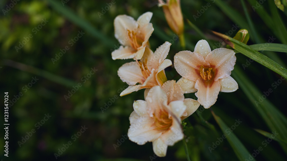 Pale orange daylily flowers with dewdrops on petals surrounded by green garden foliage. Pale orange daylily flowers with dewdrops on petals surrounded by green garden foliage.