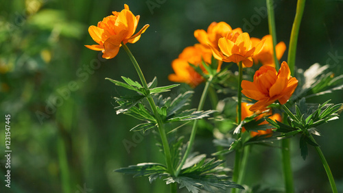 Orange wildflowers glowing in natural sunlight