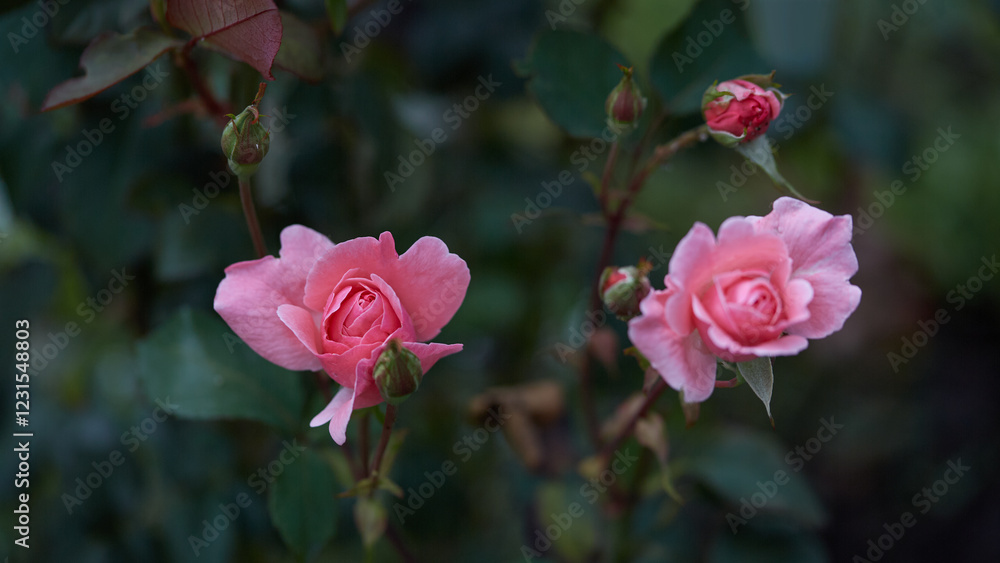 Two pink roses in full bloom with rosebuds and green leaves in a soft garden backdrop. Two pink roses in full bloom with rosebuds and green leaves in a soft garden backdrop.