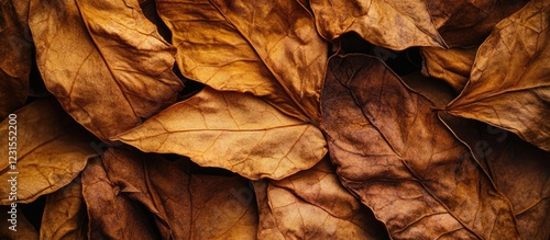 Close up of dried tobacco leaves in rich golden brown tones overlapping to create an abstract natural texture for backgrounds and designs