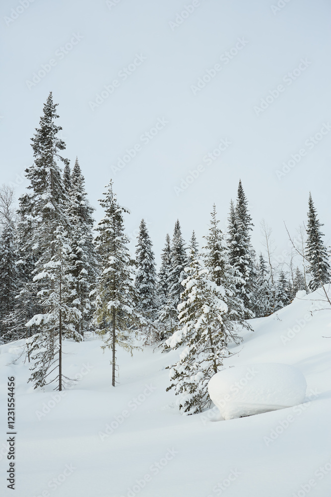 Snowy Pine Trees in Open Winter Landscape Snowy Pine Trees in Open Winter Landscape